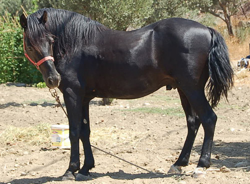 ANDRAVIDA